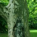 포플러(poplar) 이미지