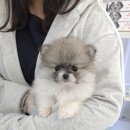 건강한 강아지 이미지