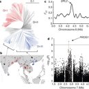 A map of rice genome variation reveals the origin of cultivated rice 2012 이미지