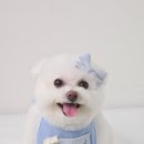 마이미미 반려견미용실 이미지