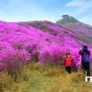 여수시 '영취산 진달래 축제' 내달 3일 개최 이미지