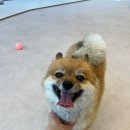 루루퍼피 이미지