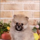 건강한 강아지 이미지