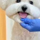 강아지미용실 이미지