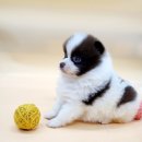 멍스타 김포강아지 분양 이미지