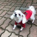 써니독 이미지