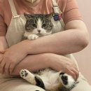 반갑다 창문밖 고양이 이미지