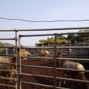 봉식농장 이미지