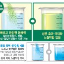박상윤농장 | 샤인머스켓 알 키우기 / 곁순 제거 · 후기 비료 · 물주기 / 김천 명품남매농장 샤인머스켓 재배 방법...