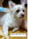 면동초등학교 이미지