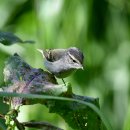 외연도의 노랑눈썹솔새(yellow-browed warbler) 이미지