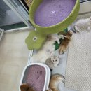 골든캣 골드브숏 골드먼치킨 평택전문점 이미지