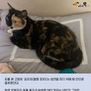 마성의냥이