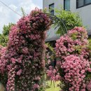 감꽃향흩날리는 이미지