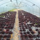 성장농장 이미지