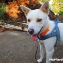 행복한 산책 이미지