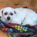 투개더 펫 이미지