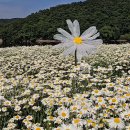 데이지카페 - 서대문구 모래내로 380 | 데이지카페