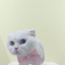 파주고양이 미용실 이미지
