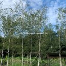 햄릿과 올리브 이미지