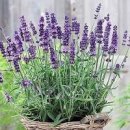 허브 라벤더 이름 유래 꽃말 파종시기 개화시기 라벤더로 목욕 하면 피로가 싹 이미지