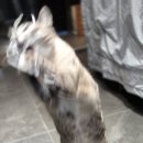고양이 호텔 캣어스 트리마제점 | 말하는 고양이 아무 호텔링 후기