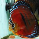 Package Selection 디스커스 분양(분양 요청 자료 Red Catana Discus 3.5G 5P + Red Griffin 이미지