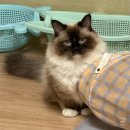 뽀송그루밍 | 울산 남구 달동 고양이 미용실/고양이 무마취 미용실 - 뽀송하냥