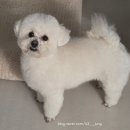 이네애견샵