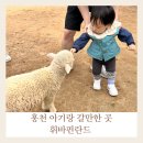 나래목장 | 홍천 아기랑 무료 갈만한곳 휘바핀란드양떼목장 후기