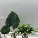 반려식물 히메 몬스테라 몬스테라 수경재배 구입후기 가격 구입처