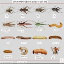 싱가포르에서 곧 식품으로 승인될 수 있는 모든 곤충은 다음과 같습니다 이미지