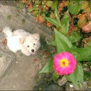 강아지오요요 이미지