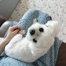 가을컴퓨터화곡뉴텍 | 임신일기 :: 13주~16주차 증상 기록 (산후조리원 예약, 기형아검사 2차, 태교교실)