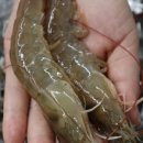 이모상회 이미지