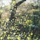 봄날-산책 이미지