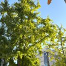 지에스25창신명성 | 한화 플레이오프 5차전 관람ㅣ한화이글스 한국시리즈 성공🧡