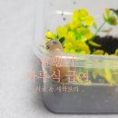 🐌 명주달팽이, 가루식 급여 (새싹보리, 달팽이사료)