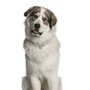 초록동물병원 이미지