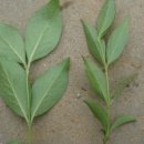 댕강 댕강 이미지