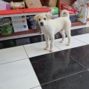 무등동물병원 이미지