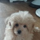 도그짱 | ( 청주 ) 유기견 입양방법 입양후기 유기견센터에서 임신이 되어 온 뚠뚠이