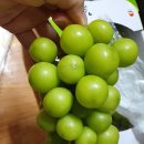대지상회