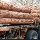 펄라이트존(ZONE) 이미지