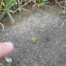 대보건설(주)보성녹차(광양)휴게소 | 초롱양과 함께한 통영.여수