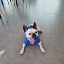 단독 dandog 이미지
