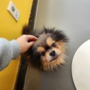 멍쉬멜로 이미지