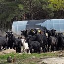 구령목장 이미지