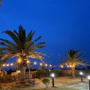 솔레올레 이미지