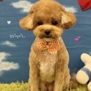 부산애견호텔 24시 강아지유치원 미용 도그드림 서면점 | 부산 강아지 24시 애견미용 호텔 도그드림 말티푸 미용 재재재방문 내돈내산 후기
